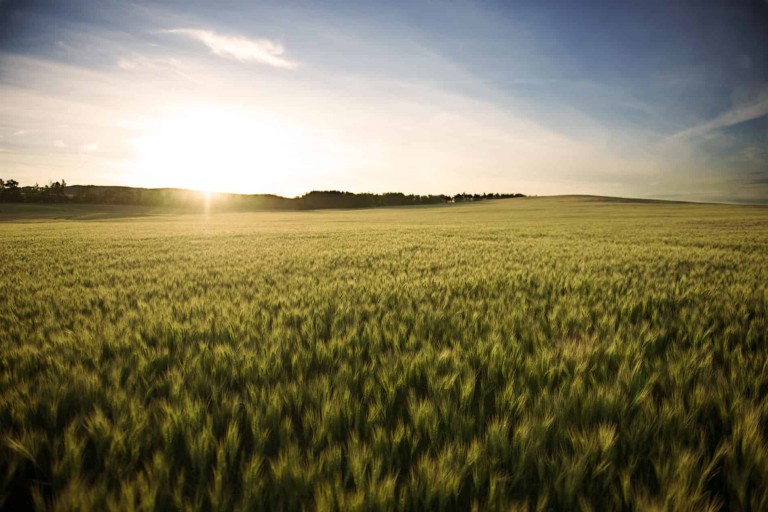 Home - Alberta Grains