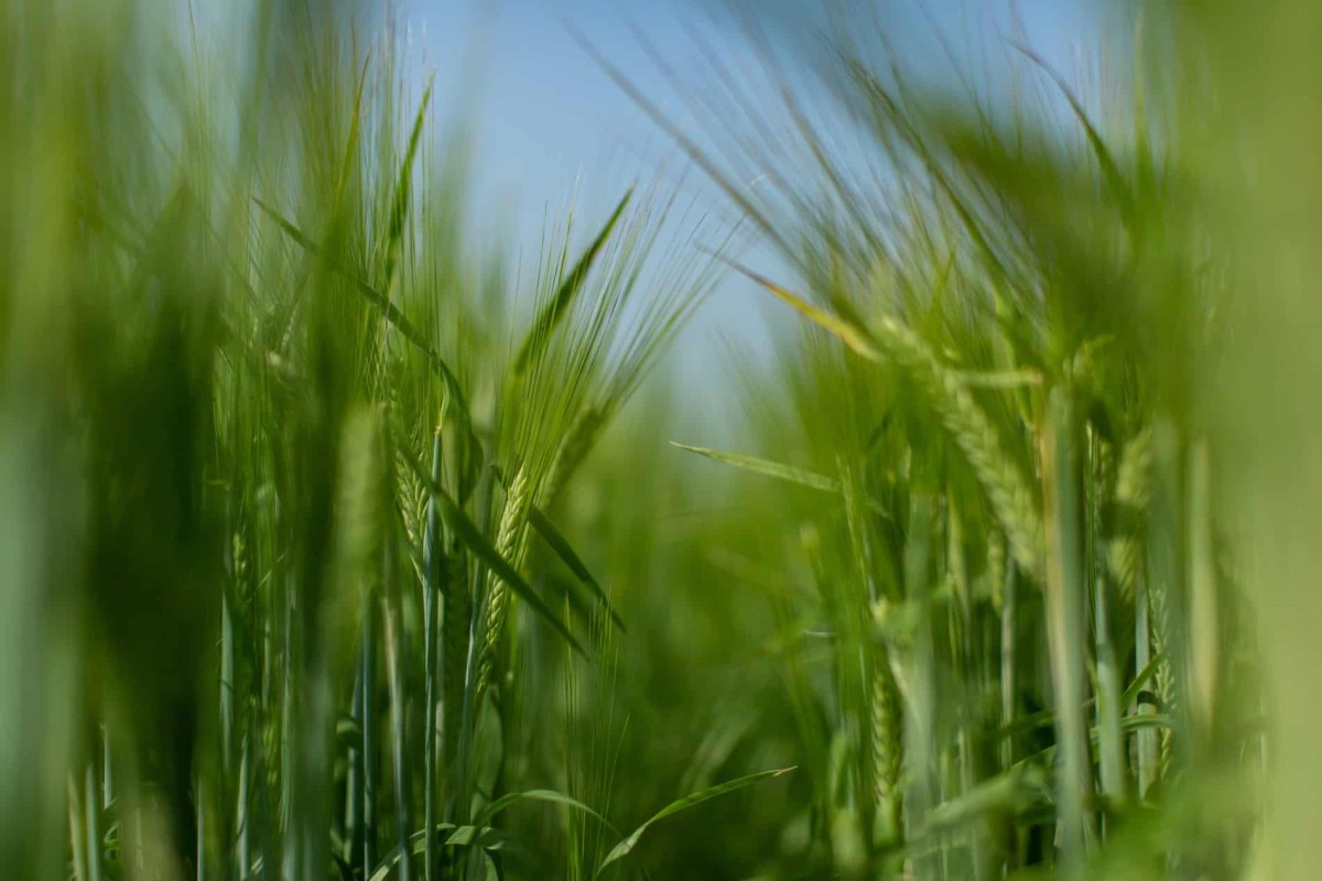 Home - Alberta Grains